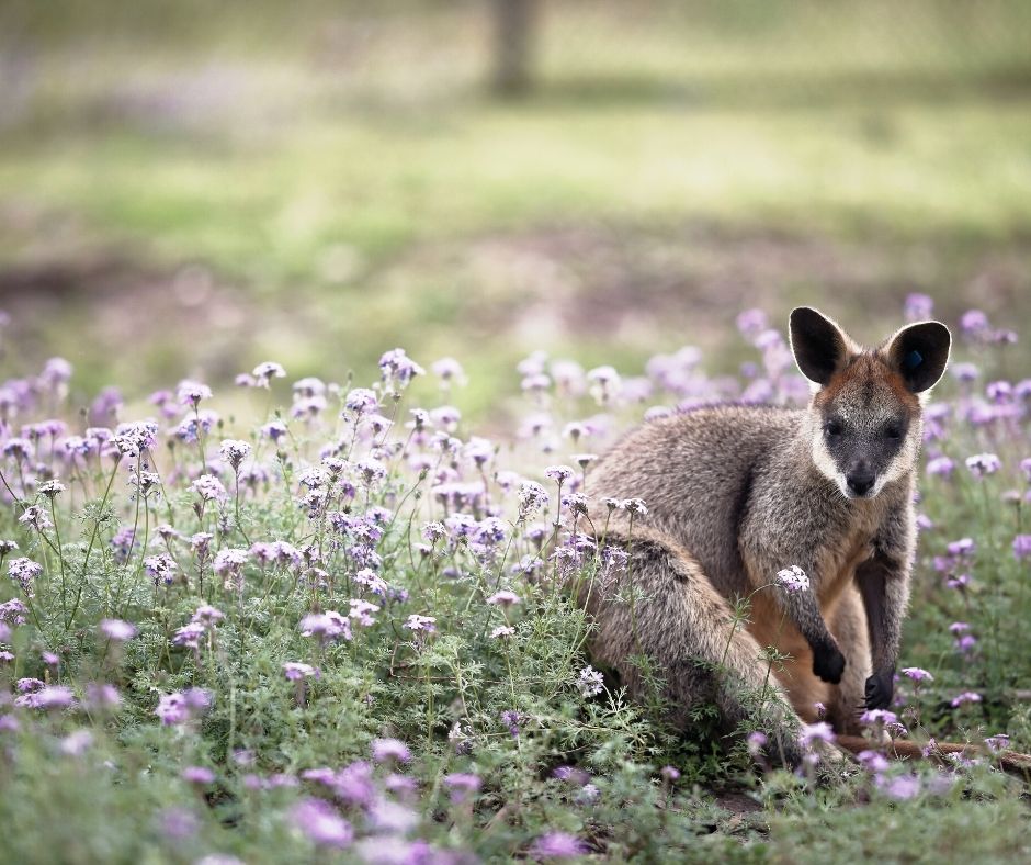 Australian Kangaroo In Lavender Flowers For Australian Business
