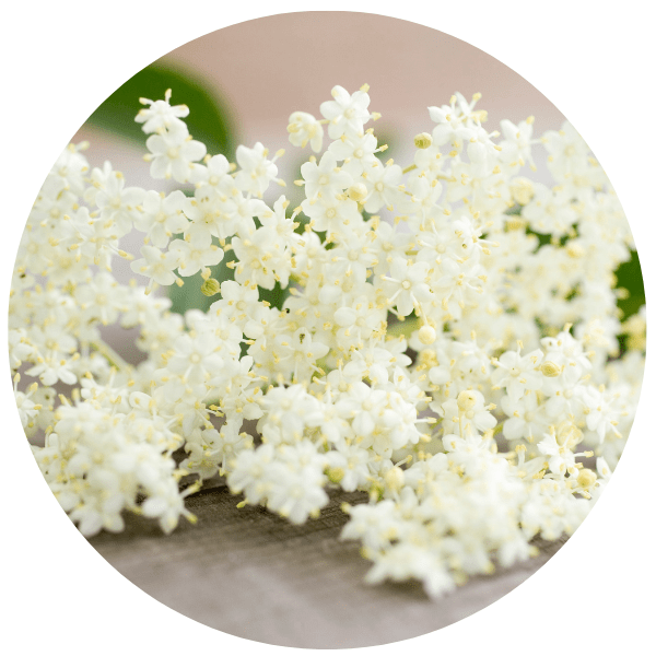 Elderflower – soothing botanical used in Reluminate Beauty’s toner and hair care to calm, hydrate, and refresh mature skin and scalp
