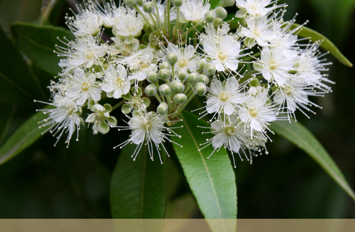 Lemon Myrtle -The Aroma Of Happiness With Skin Benefits - reluminate beauty