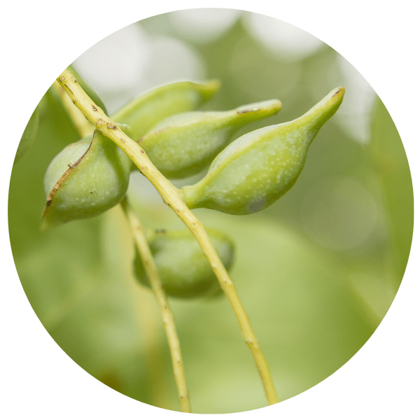 Kakadu Plum Skincare Benefits for Radiant, Mature Skin - reluminate beauty