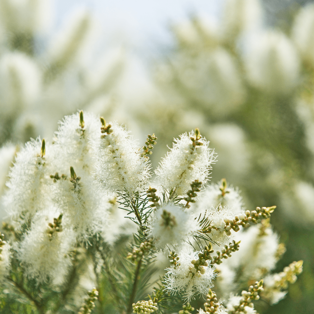 11 Ways Magical Snowflower Extract Benefits Your Skin 💗 - reluminate beauty