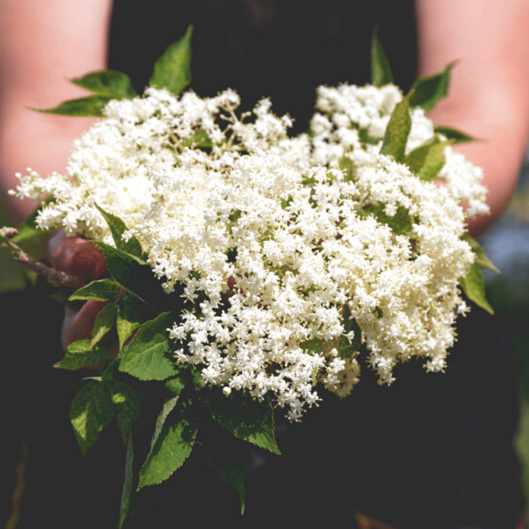 Magical Elderflower Benefits  For Your Skin & Hair - reluminate beauty