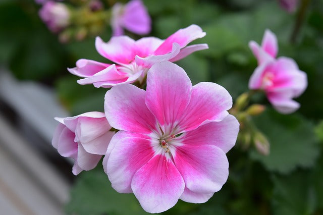 Rose Geranium Flower Beneficial For Skin