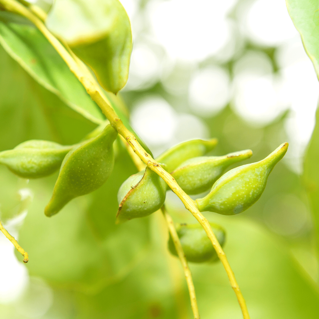 Nature’s Radiance: How Kakadu Plum Enhances Mature Skin - reluminate beauty