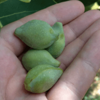Kakadu Plum – Nature’s Superfruit for Your Skin - reluminate beauty